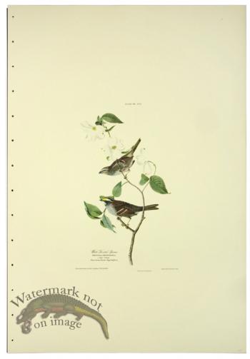 White Throated Sparrow L.E.